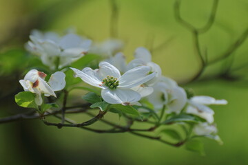 アメリカからの贈物