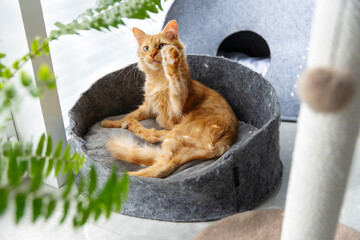 Fototapeta Red kitten stretches its paw to a house plant. The cat lies in a gray cat bed near the window. obraz