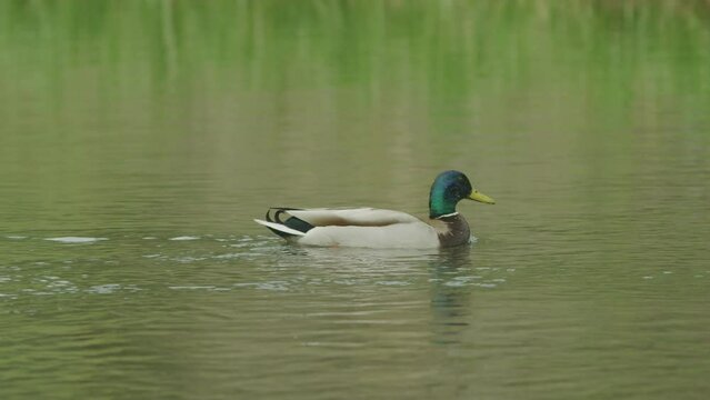 Close up shot of mallard duck floating in calm pond with green reflection