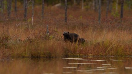 Wolverine running around lake.  Wolverine in Finland taiga. Wildlife scene from nature. Rare animal from north of Europe. Wolverine sunset. Wolverine running  in autumn golden grass. 