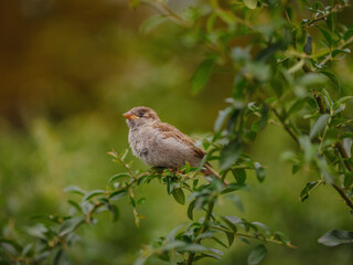 Cute little bird and branch. green background. Common Reed Bunting. Emberiza schoeniclus.