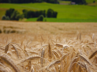 Gold wheat field and green hill. Roggenburg, Switzerland. Beauty world.