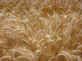 Gold wheat field. Roggenburg, Switzerland. Beauty world.