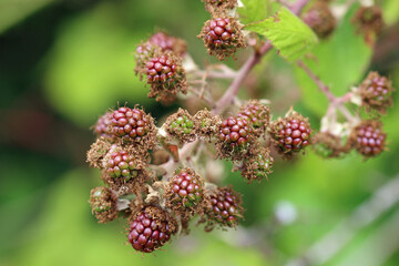 Ripening bramble fruits in close up