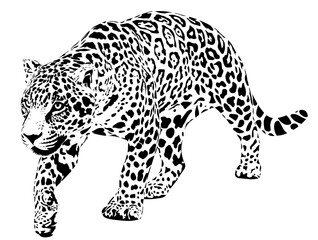 The jaguar (Panthera onca) is a large cat species and the only living member of the genus Panthera native to the Americas. © Anitata