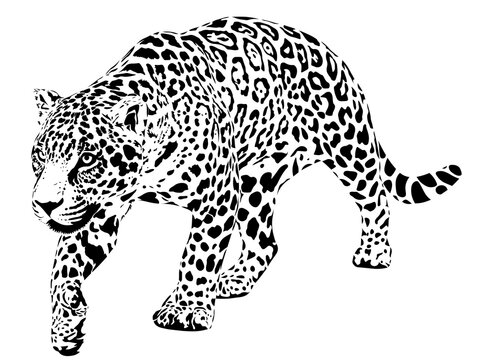 The jaguar (Panthera onca) is a large cat species and the only living member of the genus Panthera native to the Americas.