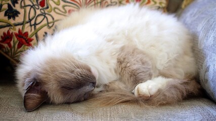 Sleeping Ragdoll Cat at Home