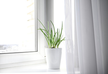 a garden of young onion on a window sill.Growing onions on the windowsill.