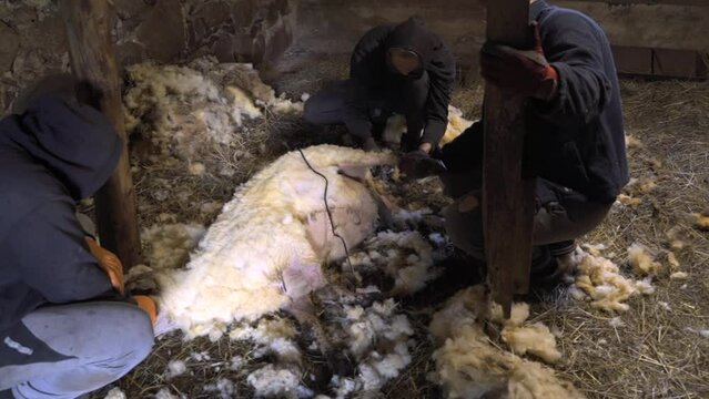 Shearing and crutching tail and rear end of Latvian sheep to prevent fly strike