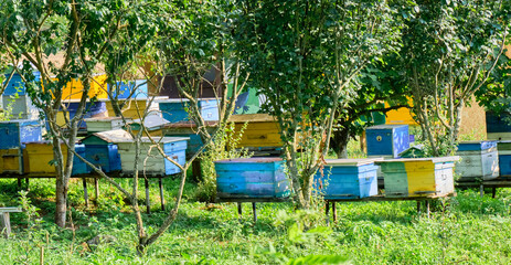 Rows of bee hives in home garden between fruit trees. Healthy food concept.