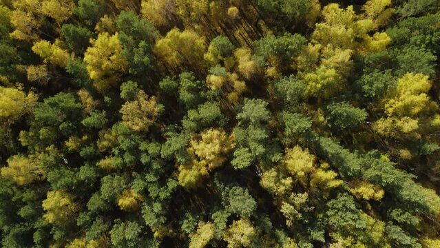 Coniferous yellow-green forest from a bird's-eye view. Beautiful autumn landscape of wild nature