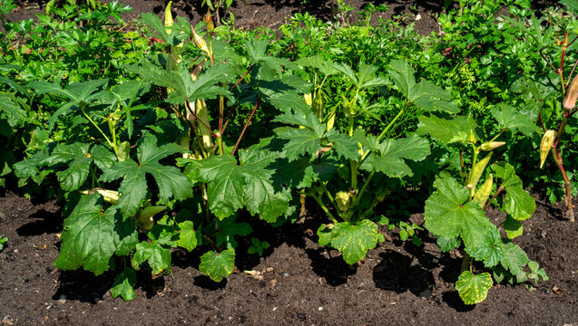 Close up of Okra growing in a garden (Abelmoschus esculentus)
