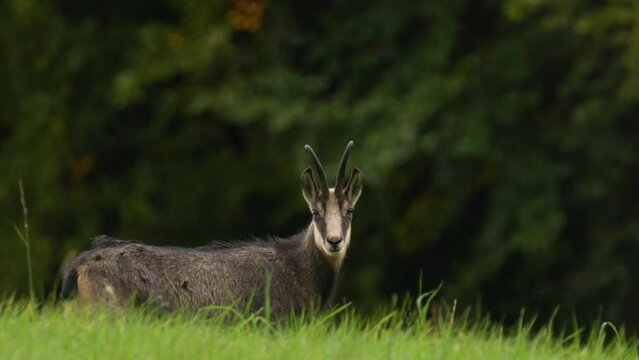 Chamois, Rupicapra rupicapra, on the rocky hill, forest in background, Studenec hill, Czech Republic. Wildlife scene with horn animal, Chamois. Forest landscape with chamois.