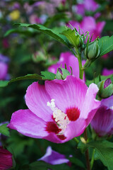 Naklejka premium hibiscus syriacus pink in the garden