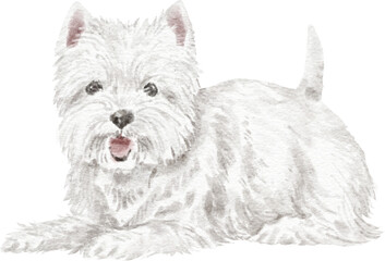 West highland white terrier dog illustration