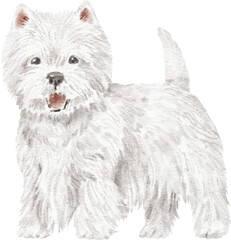 West highland white terrier dog illustration