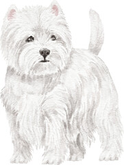 West highland white terrier dog illustration