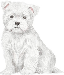 West highland white terrier puppy illustration