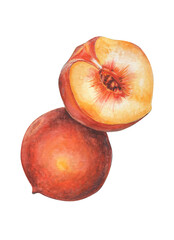 Watercolor realistic peach isolated on white. Fresh juicy fruit.