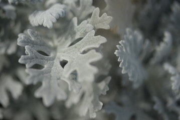 openwork leaves of Cineraria maritime, silver ornamental plant, gray green leaves, white leaves of the plant, close-up herbaceous plant, rosette of Cineraria maritime, in the autumn sun, background 