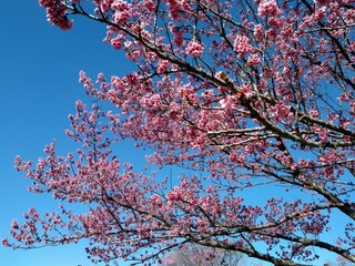 cherry tree blossom