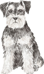 Miniature schnauzer dog illustration