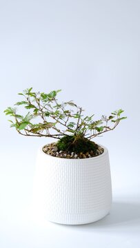 Mimosa Pudica Or Sensitive Plant  In White Ceramic Pot Isolated On White Background. 