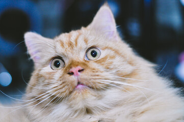 Naklejka na ściany i meble wide eyed persian cat photo