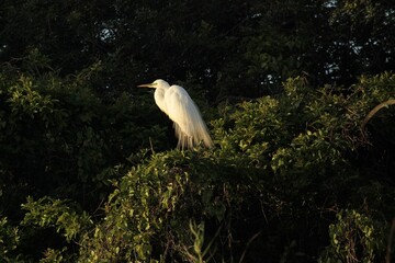 Closeup shot of a white great egret (Ardea alba) on the tree