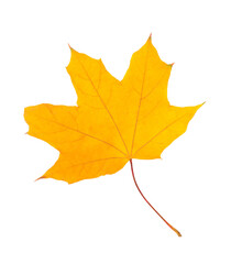 Yellow autumn maple leaf