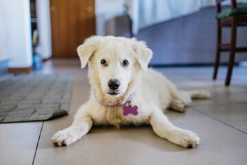 Maremma shepherd puppy dog at home