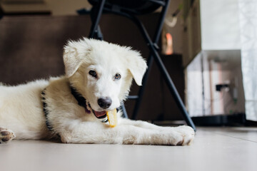 White maremma puppy dog indoors at home eating snack