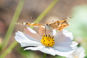 Butterfly on blossom flower in green nature.