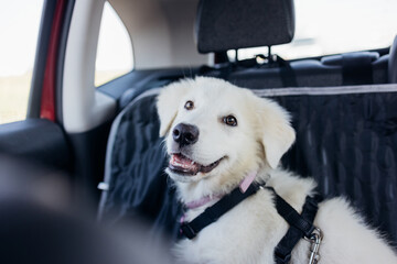 Travelling by car adorable white maremma sheepdog  with dog harness - obrazy, fototapety, plakaty