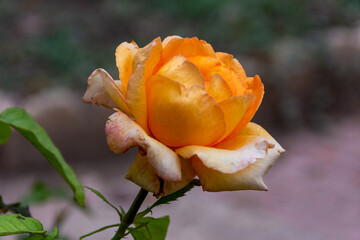 Close up an orange rose in the garden