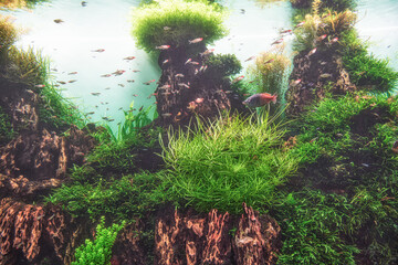 View of the aquarium with water plants, fish and beautiful greenery