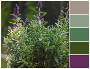 Natural color palette. Harmonious colour combinations.