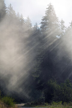 beautiful scenery - sunbeams and fog in the forest at a autumn morning on the mountains