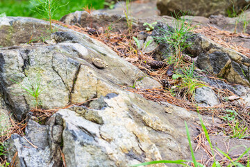 Naklejka na ściany i meble Young sprouts of pine gained foothold in rock. Small pine trees growing on stone, selective focus