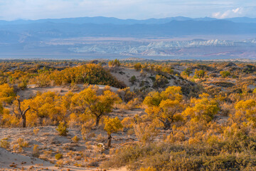 Picturesque turangas (trees from the poplar genus) on an autumn evening 