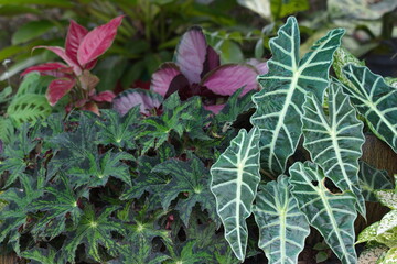 Obraz premium leaves in the garden