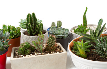 collection of cacti and succulents isolayted on white background