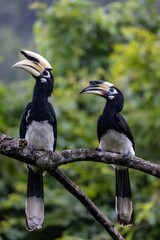 Pair or couple male and female Oriental pied hornbill perched on tree branch in tropical forest.