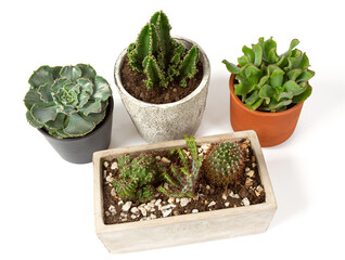 collection of cacti and succulents isolayted on white background