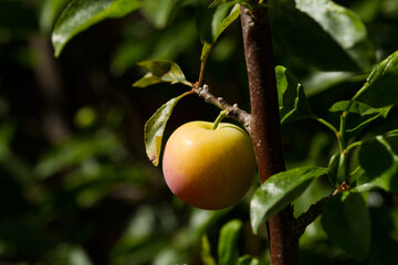 green plum trees growing on your plant. Concept of fruits and nature.