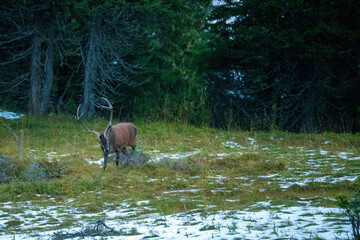 red stag, cervus elaphus, in the rutting season on the mountains at a autumn evening