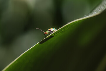 macro of a insect of a cornfield