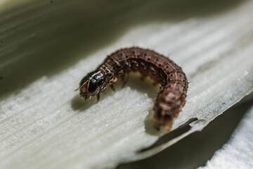 caterpillar on leaf of cornfield