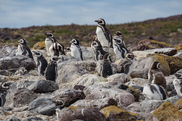 Magellanic penguins on the island resting in the sun.