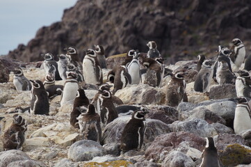 Obraz premium Magellanic penguins on the island resting in the sun.
